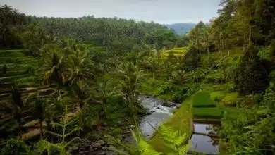 Indonesische Flora