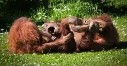 Orang Utan in Sumatra