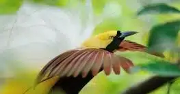 Paradiesvogel in Indonesien