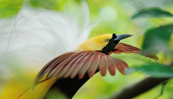 Paradiesvogel in Indonesien