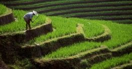 Reisfeld in Indonesien
