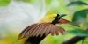 Paradiesvogel in Indonesien