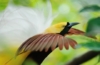 Paradiesvogel in Indonesien